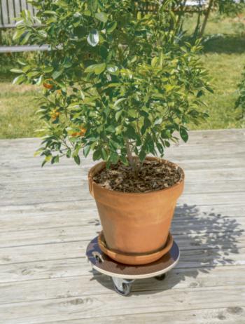 FLORA ROLL STRONG fa gurulós növényalátét 40cm 2.Kép
