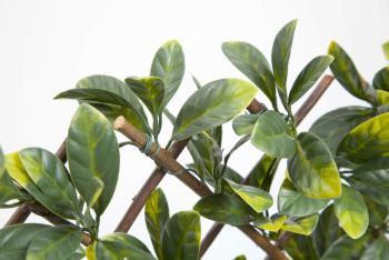 WILLGREEN kihúzható apácarács 1x2m díszlevelekkel 3.Kép
