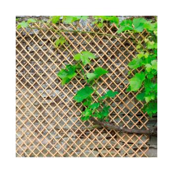 https://www.prenkernagyker.hu/media_ws/10010/2036/idx/wick-trellis-fuzvesszo-nyithato-apacaracs.jpg