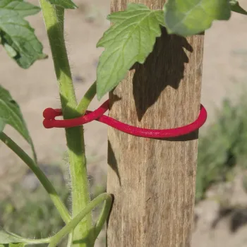 https://www.prenkernagyker.hu/media_ws/10010/2093/idx/tomatoclip-novenykapocs.webp