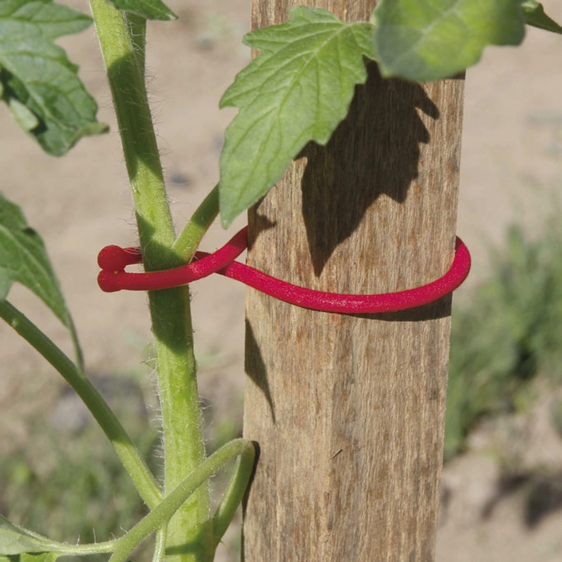 TOMATOCLIP növénykapocs 25db/cs